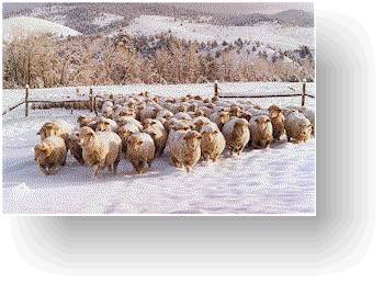 A few of the sheep in the snow                                                                 Click to enlarge